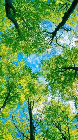 Trees Wallpaper On