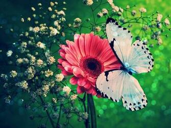 Wallpaper Butterflies