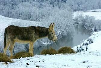 Animal Desktop Wallpaper Donkey