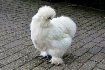 Silkie Chicken Feathers Stock Photo Image Wallpaper HD
