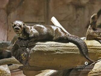 New Otter Wallpaper Cute Otters