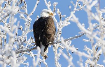 Wallpaper Winter Bird Bald Eagle Image For Desktop Section