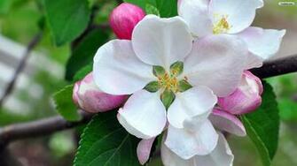 Magnolia Flower Wallpaper