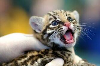 Baby Cheetah Cute Puppy Photo Animals Monkey Tiger
