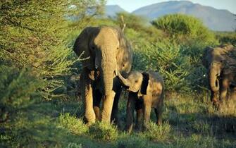 Elephant Computer Wallpaper Desktop Background Id