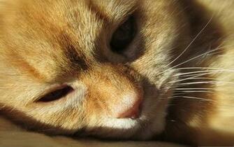 Sleepy Kitten Wallpaper