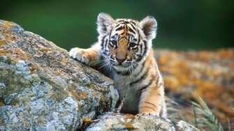 Baby Animal Wallpaper