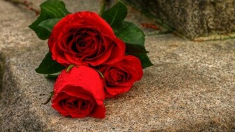 Rose Flower Background Image HD Wallpaper Of