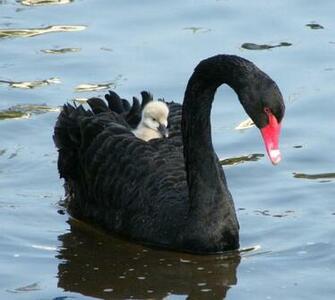 Wallpaper Collections Black Swan Background