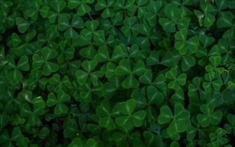 Clovers Wallpaper