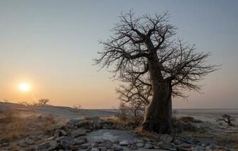 Wallpaper Sunset Botswana Kubu Island Boabab Image For Desktop