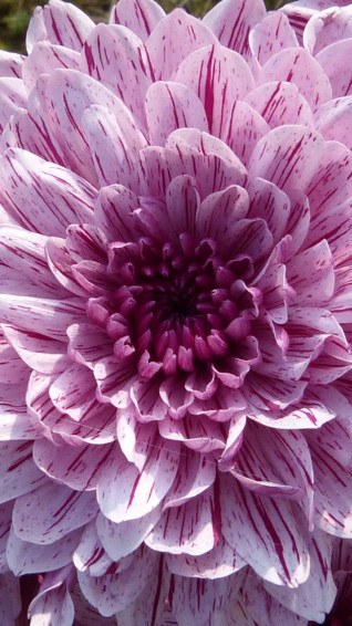 Flower iPhone Wallpaper