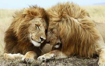 Wallpaper Friendship Cute Lions Family Partners Companionship
