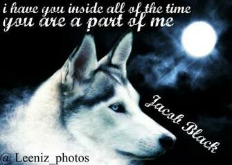 Wolf Wallpaper