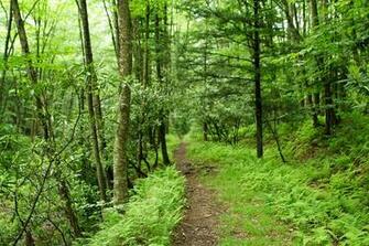 Beautiful Forest Wallpaper Fresher Jobs