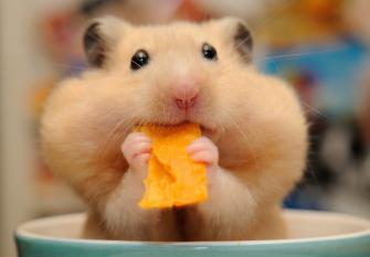 Hamster Background HD Image Wallpaper