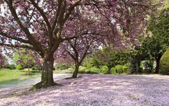 Pink Blossom Trees Desktop Wallpaper