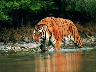 Striker Tags Tiger Pics Siberian The