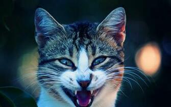Nice Animals Desktop Background HD Mac 4k Ultra Ssoflx