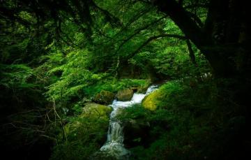 Wallpaper Forest Trees Germany River The Black Image