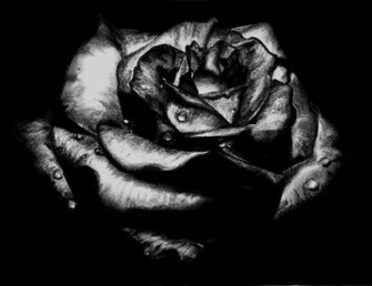 Black Rose Drawing Beauty Wallpaper
