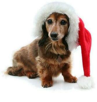 Dachshund Christmas By Allanimals3