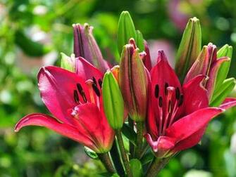 Pictures Desktop Wallpaper Picture X Lilium