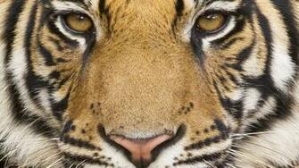 Detroit Tigers Desktop Background Wallpaper In HD