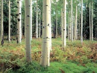 Arizona Birch Wood Wallpaper Enjoy