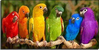 Colorful Parrot Wallpaper HD Tapandaola111