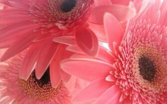 Flowers Pink Gerbera Flower Gerber Daisy Wallpaper