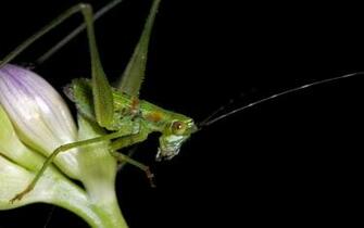 Grasshopper Wallpaper