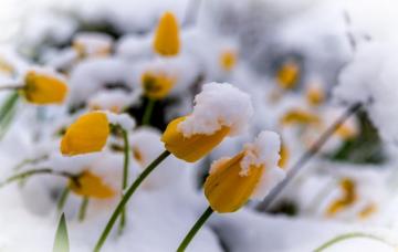 Flowers In Snow Wallpaper On