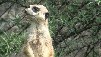 Beautiful Wallpaper For Desktop Meerkat HD