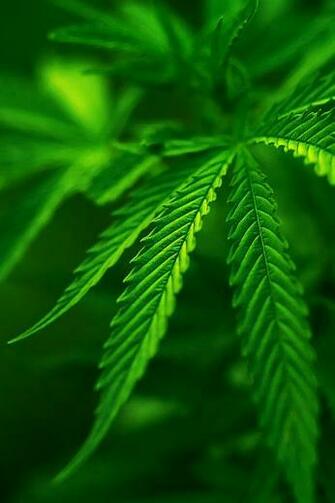 Weed Leaf Wallpaper Soft Re