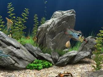Dream Aquarium Amazing 3d Beautiful Fish In