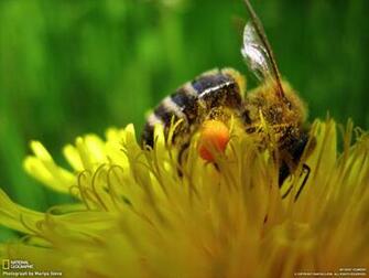 Desktop Wallpaper Flowers By National Geographic