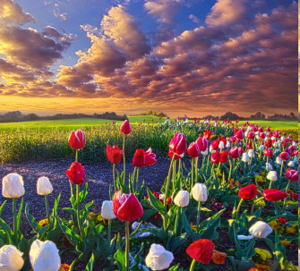 Spring Flowers Tulips Field Sunrise Grass Clouds Nature Landscape Wallpaper HD