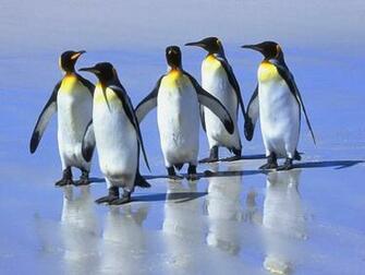 Penguin Desktop Screensavers