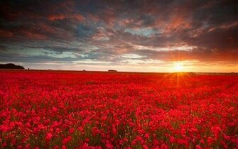 Red Flower Field Wallpaper Stock Photos
