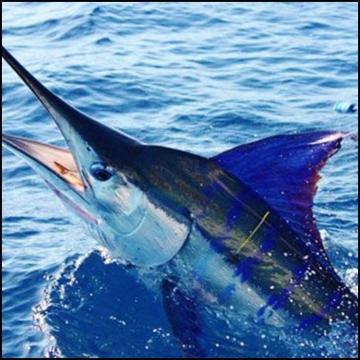 Marlin Fish HD Wallpaper For Android Apk