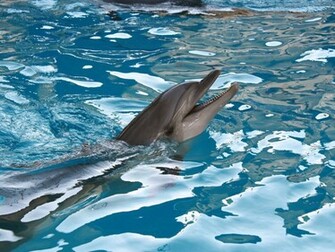 Cute Dolphins Wallpaper Dolphin