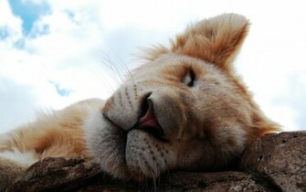 Cute Lion Cub Wallpaper Myspace Background