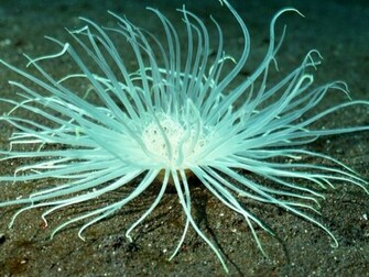 HD Wallpaper Marine Life X Kb Jpeg