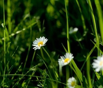 Dandelions In Green Grass Wallpaper For Samsung Galaxy Tab
