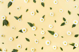 The Daisy Aesthetic Computer Designed For A Stylish And Wallpaper