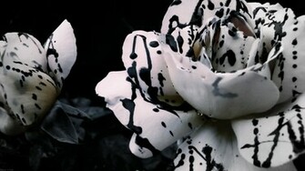 Black White Rose X Close