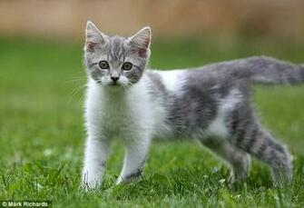 Okpic Ninja Black And White Spotted Kittens