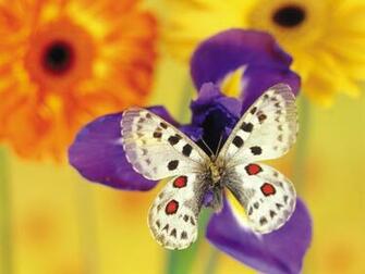 Unique Wallpaper Exotic Butterfly