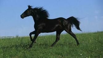 Horses Wallpaper Animals HD Desktop
